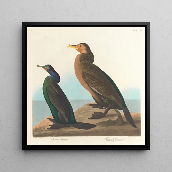 Cormoran vert violet - John James Audubon