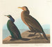 Cormoran grøn violet - John James Audubon — visning af kunstværket