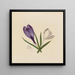 Crocus - Mary Vaux Walcott — indrammet kunstværk på væggen