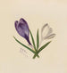 Crocus - Mary Vaux Walcott — visning af kunstværket