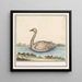 Cygne Cygnus - Anselmus Botius de Boodt — indrammet kunstværk på væggen