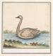 Cygne Cygnus - Anselmus Botius de Boodt — visning af kunstværket