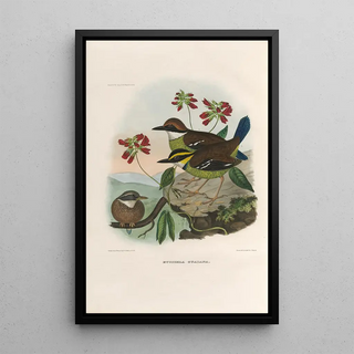 Daniel Giraud Elliot - A monograph of the Pittid or family of antthrushes Pl47.webp