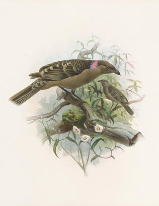 Daniel Giraud Elliot - Chlamydodera nuchalis.webp