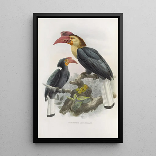 Daniel Giraud Elliot - Cranorrhinus leucocephalus.webp