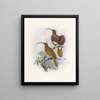 Daniel Giraud Elliot - Drepanornis Albertis.webp