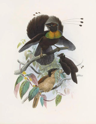 Daniel Giraud Elliot - Parotia sexpennis.webp