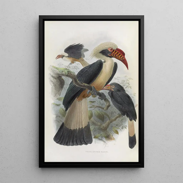 Reproduktion af maleriet Penelopides panini - Daniel Giraud Elliot