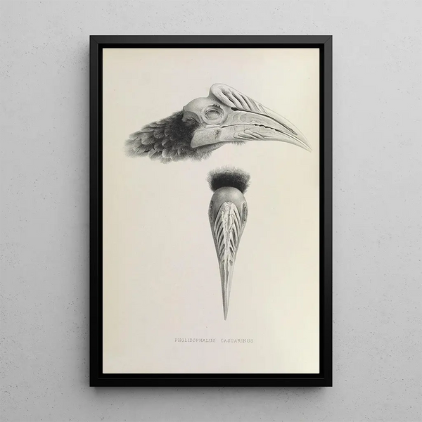 Reproduktion af maleriet Pholidophalus casuarinus - Daniel Giraud Elliot