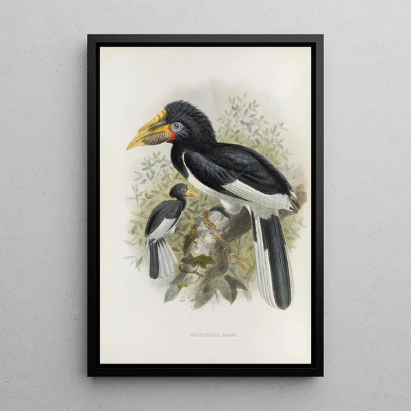 Reproduktion af maleriet Pholidophalus sharpii - Daniel Giraud Elliot