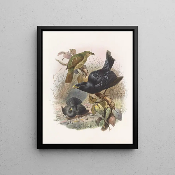 Ptilorhynchus violaceus - Daniel Giraud Elliot — indrammet kunstværk på væggen