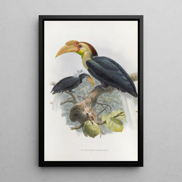 Reproduktion af maleriet Rhytidoceros subruficollis - Daniel Giraud Elliot