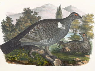 Grouse de Richardson - Daniel Giraud Elliot — visning af kunstværket