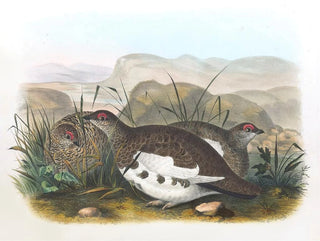 Daniel Giraud Elliot - Rock Ptarmigan.webp