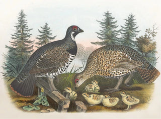Daniel Giraud Elliot - Spruce Grouse.webp
