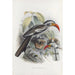 Tockus erythrorhynchus - Daniel Giraud Elliot — visning af kunstværket