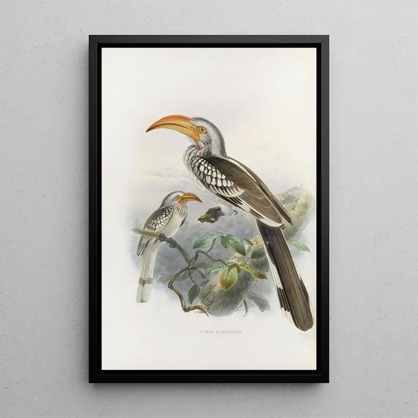Reproduktion af maleriet Tockus flavirostris - Daniel Giraud Elliot