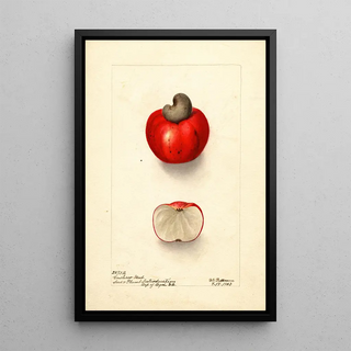 Deborah Griscom Passmore - Anacardium occidentale.webp