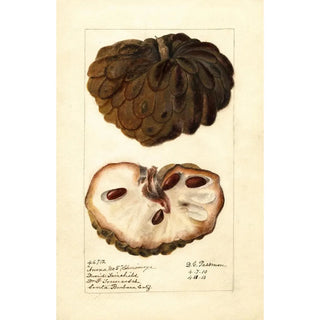 Deborah Griscom Passmore - Annona squamosa Anona No.webp