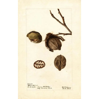 Deborah Griscom Passmore - Carya Wilson Hybrid.webp