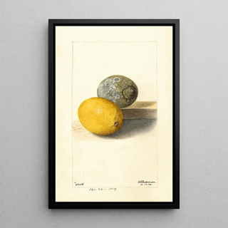 Deborah Griscom Passmore - Citrus limon.webp