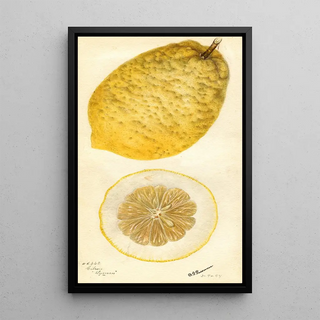 Deborah Griscom Passmore - Citrus medica Lyman.webp