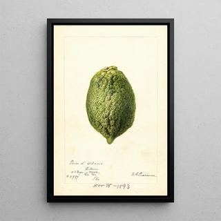 Deborah Griscom Passmore - Citrus medica Pomo dAdams.webp