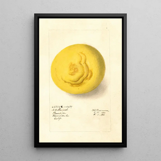 Deborah Griscom Passmore - Citrus paradisi.webp