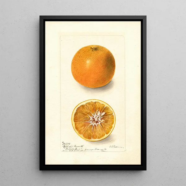 Citrus sinensis Bishops Favorite - Deborah Griscom Passmore — indrammet kunstværk på væggen