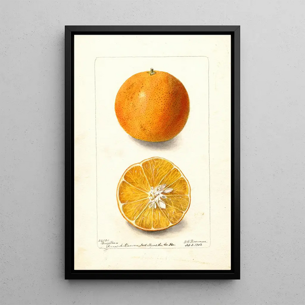 Citrus sinensis brasiliansk - Deborah Griscom Passmore — indrammet kunstværk på væggen