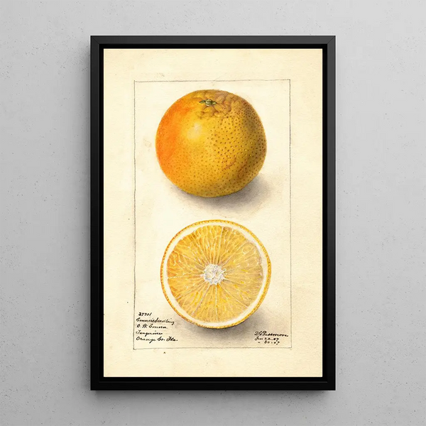 Citrus sinensis Conners Seedling - Deborah Griscom Passmore — indrammet kunstværk på væggen