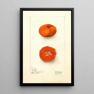 Deborah Griscom Passmore - Citrus sinensis Early UnShu.webp