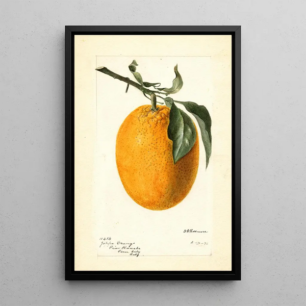 Citrus sinensis Joppa - Deborah Griscom Passmore — indrammet kunstværk på væggen