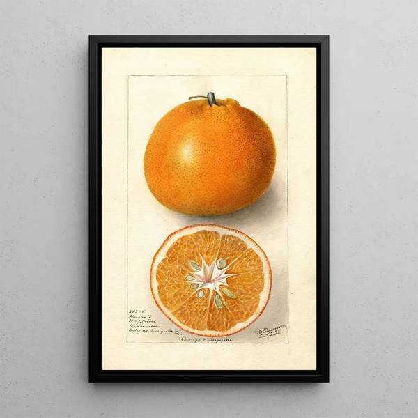 Reproduktion af maleriet Citrus sinensis Thornton No - Deborah Griscom Passmore
