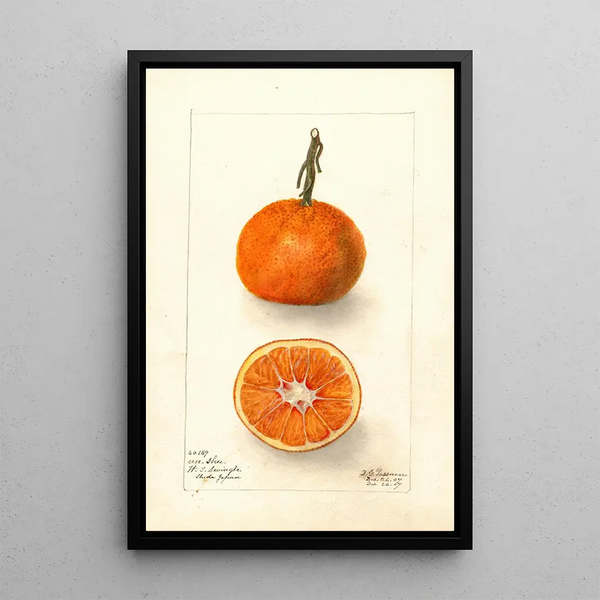 Reproduktion af maleriet Citrus sinensis UnShu - Deborah Griscom Passmore