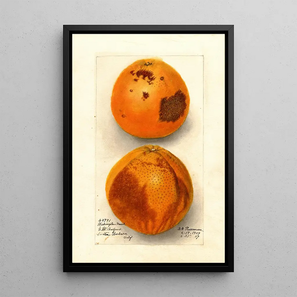 Citrus sinensis Washington Navel - Deborah Griscom Passmore — indrammet kunstværk på væggen