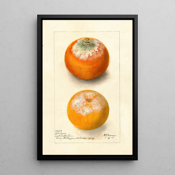 Citrus sinensis - Deborah Griscom Passmore — indrammet kunstværk på væggen