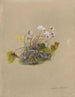 Album akvarel af Deborah Griscom Passmore Pl07 - Deborah Griscom Passmore — visning af kunstværket