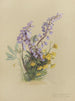 Album akvarel af Deborah Griscom Passmore Pl10 - Deborah Griscom Passmore — visning af kunstværket