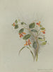 Album akvarel af Deborah Griscom Passmore Pl15 - Deborah Griscom Passmore — visning af kunstværket