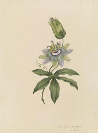 Deborah Griscom Passmore - Deborah Griscom Passmore watercolor album Pl20.webp