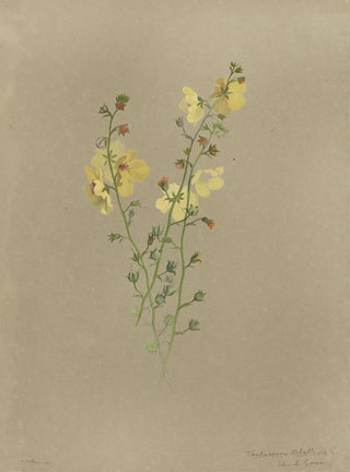 Deborah Griscom Passmore - Deborah Griscom Passmore watercolor album Pl42.webp