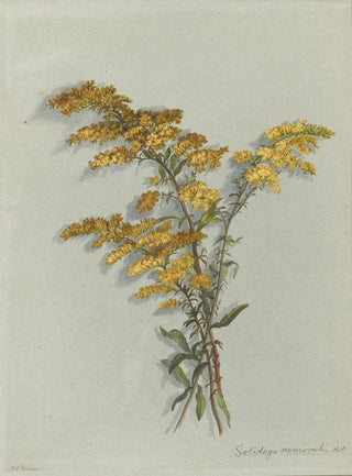 Deborah Griscom Passmore - Deborah Griscom Passmore watercolor album Pl46.webp