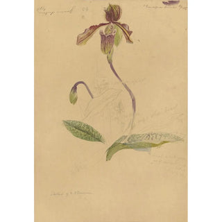 Deborah Griscom Passmore - Deborah Griscom Passmore watercolor album Pl70.webp