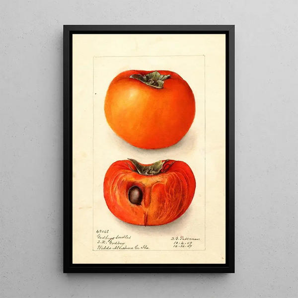 Reproduktion af maleriet Diospyros Godbeys Seedless - Deborah Griscom Passmore