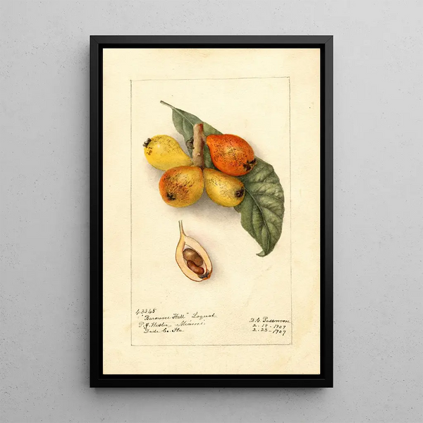Reproduktion af maleriet Eriobotrya japonica Baronne Hall - Deborah Griscom Passmore