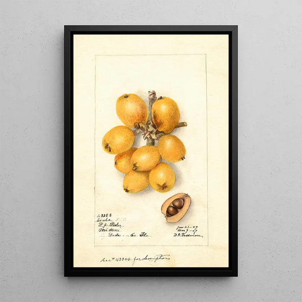 Reproduktion af maleriet Eriobotrya japonica Scala - Deborah Griscom Passmore