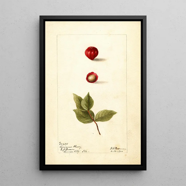 Reproduktion af maleriet Eugenia uniflora - Deborah Griscom Passmore