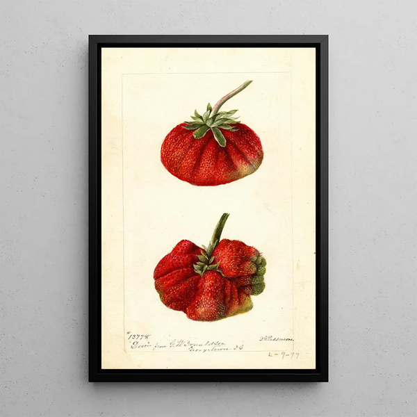 Reproduktion af maleriet Fragaria Dew - Deborah Griscom Passmore