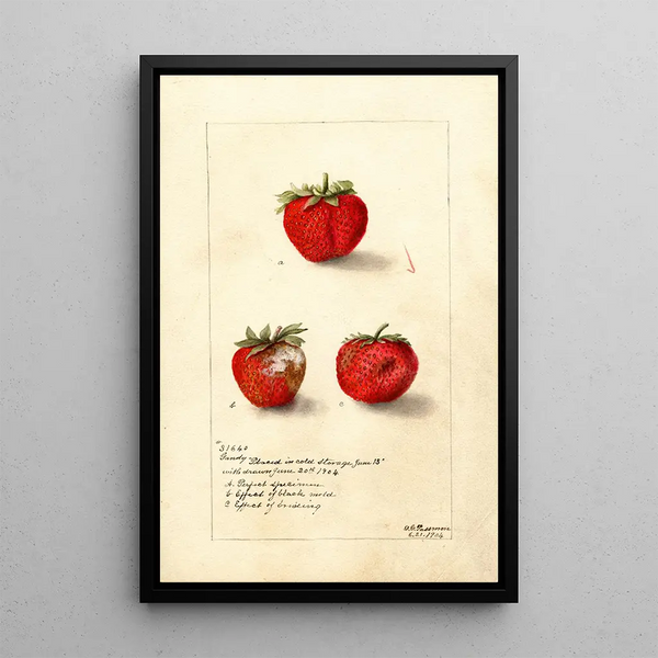 Reproduktion af maleriet Fragaria Gandy - Deborah Griscom Passmore